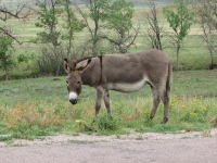Eeyore, a Feral donkey